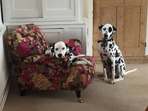 Customer Image: Ditchling Chair in Liberty Garden Onyx