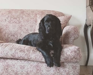 Hampton 3 Seater sofa in Grace linen and Spaniel