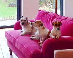 Customer Image: Alwinton Snuggler in DG Verese Velvet Fuchsia & Jack Russells