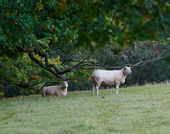 Newbury Show