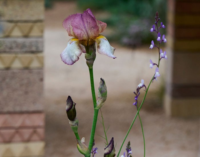 RHS Flower Show Tatton Park