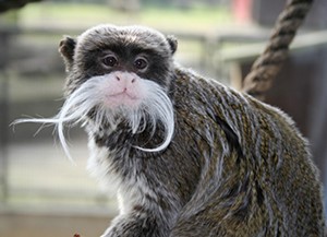 battersea park childrens zoo