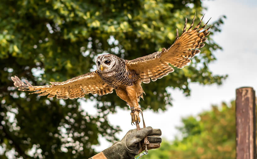 Gauntlet Birds of Prey