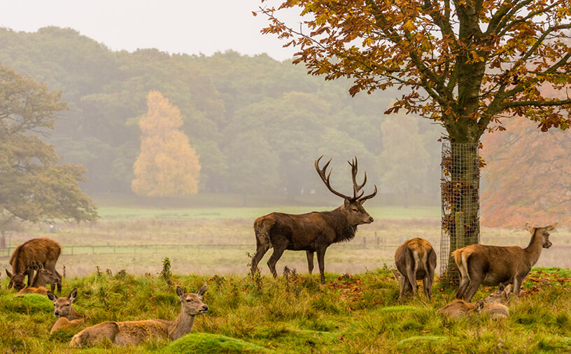 Tatton Park