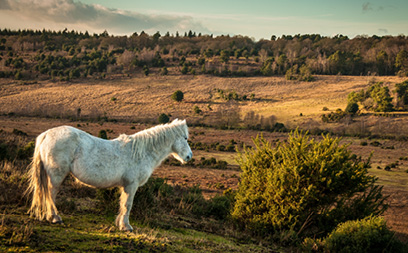 The New Forest